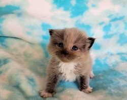 ragdoll kitten Bambam
