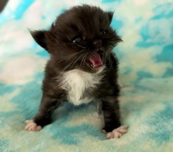 ragdoll kitten Tux