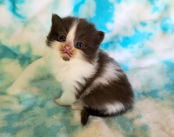 ragdoll kitten Smudge
