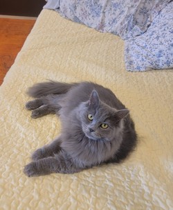 ragdoll kitten Daisy