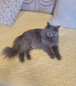 ragdoll kitten Daisy
