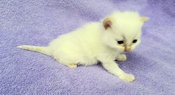 ragdoll kitten 