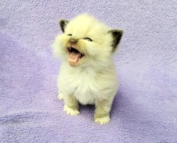 ragdoll kitten 