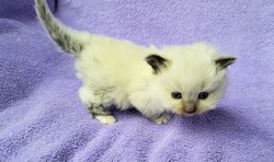 ragdoll kitten 