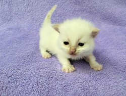 ragdoll kitten 