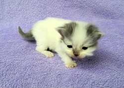 ragdoll kitten 