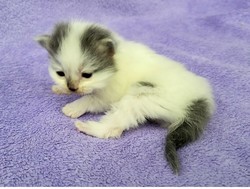 ragdoll kitten 