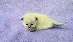 ragdoll kitten 