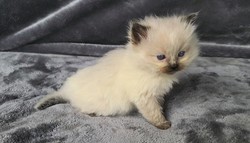 ragdoll kitten Sammy
