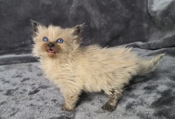 ragdoll kitten Opal