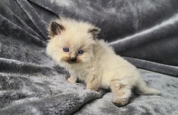 ragdoll kitten Sammy