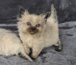 ragdoll kitten Opal