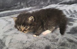 ragdoll kitten 