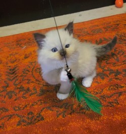 ragdoll kitten Prince