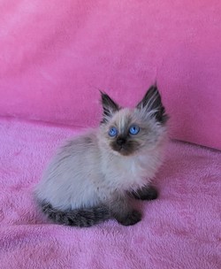 ragdoll kitten Opal