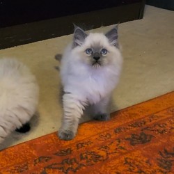 ragdoll kitten Roman