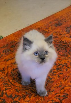 ragdoll kitten Roman