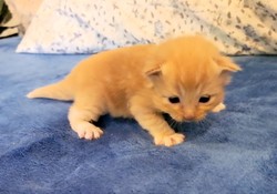 ragdoll kitten Marmalade