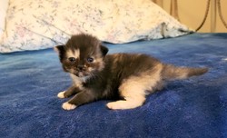 ragdoll kitten Priscilla Prissy