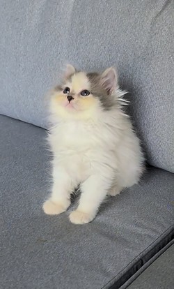 ragdoll kitten Buttons