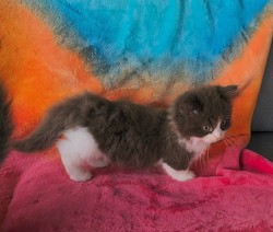 ragdoll kitten Neko