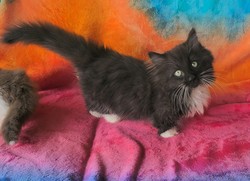 ragdoll kitten Oreo