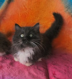 ragdoll kitten Oreo