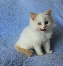 ragdoll kitten Clifford