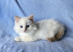 ragdoll kitten Clifford