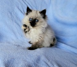 ragdoll kitten Misty