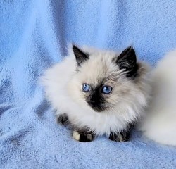 ragdoll kitten Misty