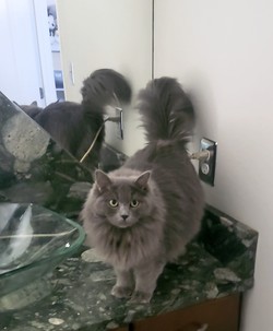 ragdoll kitten Daisy