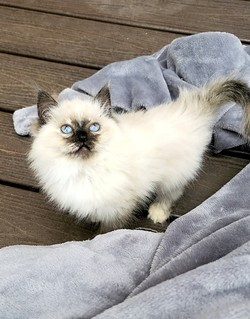 ragdoll kitten Misty