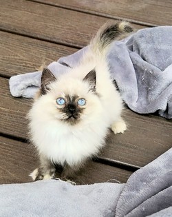 ragdoll kitten Misty