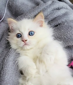 ragdoll kitten Clifford
