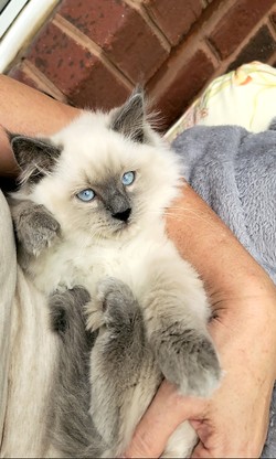 ragdoll kitten Roman