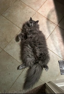 ragdoll kitten Daisy