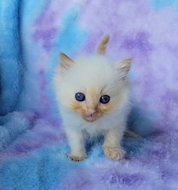 ragdoll kitten Nugget