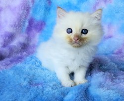 ragdoll kitten Ronald