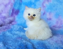ragdoll kitten Ronald