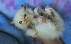 ragdoll kitten Pickles