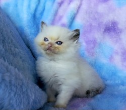 ragdoll kitten Pickles