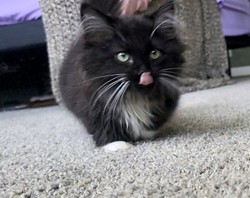ragdoll kitten Oreo
