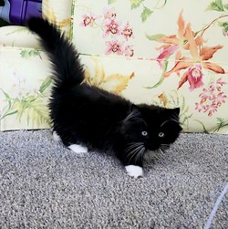 ragdoll kitten Oreo
