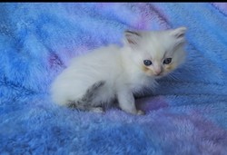 ragdoll kitten Piper