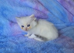 ragdoll kitten Piper
