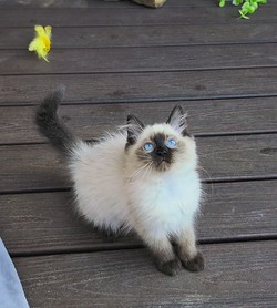 ragdoll kitten Opal