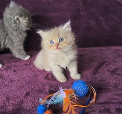 ragdoll kitten Moon Pie