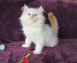 ragdoll kitten Ron Weezley