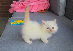 ragdoll kitten Jelly Belly Munchkin Doll